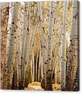 Golden Trees Dunhuang China Canvas Print