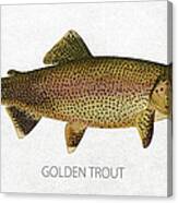Golden Trout Canvas Print