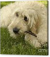 Goldendoodle Pup With Stick Canvas Print