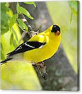 Goldfinch 299 Canvas Print