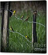 Goldfinch Gathering Canvas Print