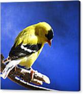 Goldfinch In The Blues Canvas Print