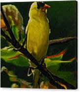 Goldfinch Canvas Print