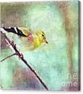 Goldfinch With Rosy Shoulder - Digital Paint I Canvas Print