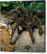Goliath Bird-eating Spider Canvas Print