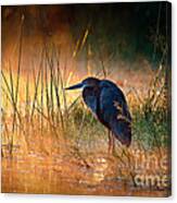Goliath Heron With Sunrise Over Misty River Canvas Print
