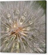 Gone To Seed Canvas Print