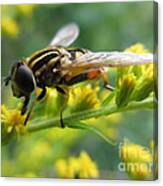Good Guy Hoverfly Canvas Print
