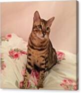 Good Morning :) Billy #bengal @maclawuk Canvas Print