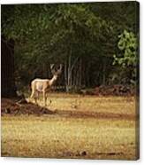 Good Night Deer Canvas Print