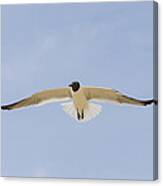 Graceful Gull Canvas Print