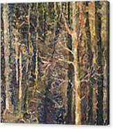 Granpepere's Woods Canvas Print