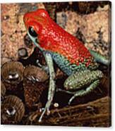Granular Poison Dart Frog Costa Rica Canvas Print