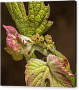 Grape Bud Break Canvas Print