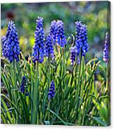 Grape Hyacinths Canvas Print