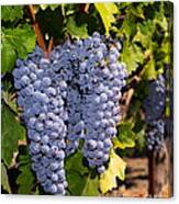 Grapes On The Vines In The St Helena Vineyards Napa California Dsc1729 Vertical Canvas Print