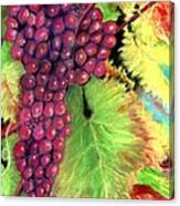 Grapes On Vine Pastel Canvas Print