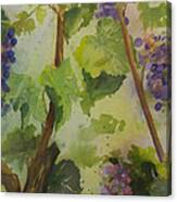 Baby Cabernets Iii Canvas Print