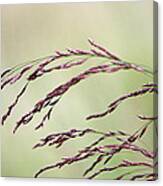 Grass Seed Canvas Print