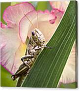 Grasshopper Canvas Print