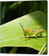 Grasshopper On Corn Leaf Canvas Print