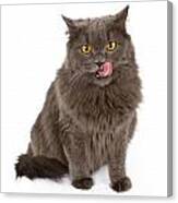 Gray Cat With Tongue Out Isolated On White Canvas Print