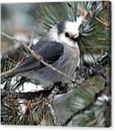 Gray Jay On A Snowy Pine Canvas Print