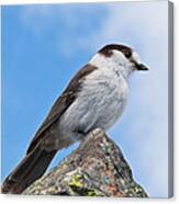 Gray Jay With Blue Sky Background Canvas Print