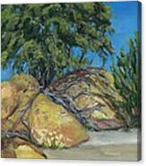 Oak In The Desert Canvas Print