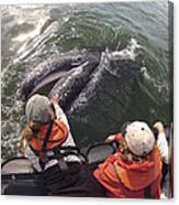 Gray Whale Calf And Tourists Baja Canvas Print