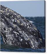 Gray Whale Spyhopping San Ignacio Lagoon Canvas Print