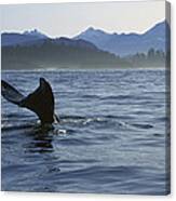 Gray Whale Tail Clayoquot Sound Canada Canvas Print