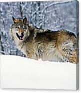 Gray Wolf In Snow, Montana, Usa Canvas Print