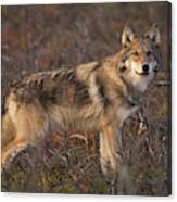 Gray Wolf On Tundra In Denali Canvas Print