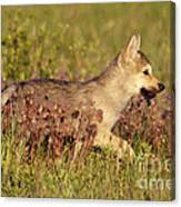 Gray Wolf Pup Canvas Print
