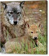 Gray Wolf With Pup Canvas Print