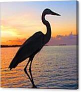 Great Blue Heron At Sunset Canvas Print