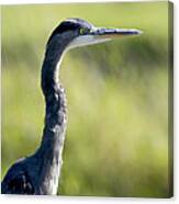 Great Blue Heron Backlit Canvas Print