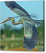 Great Blue Heron Flight 2 Canvas Print