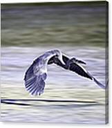 Great Blue Heron In Flight Canvas Print