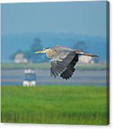 Great Blue Heron Canvas Print