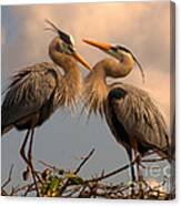 Great Blue Heron Pair Courting Canvas Print