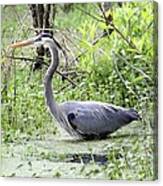 Great Blue Heron Wading In Swamp Canvas Print