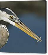 Great Blue Heron With Juvenlile Mullet Canvas Print