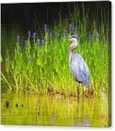 Great Blue Heron With Marsh Flowers Canvas Print