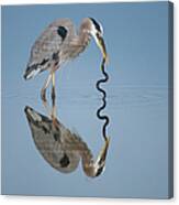 Great Blue Heron With Snake Canvas Print