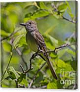 Great Crested Flycatcher Canvas Print