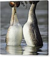 Great Crested Grebe Courtship Canvas Print