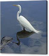 Great Egret Atop American Alligator Canvas Print