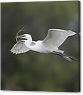 Great Egret Carrying Nesting Material Canvas Print